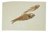 Two Knightia Fossil Fish - Wyoming #95628-1